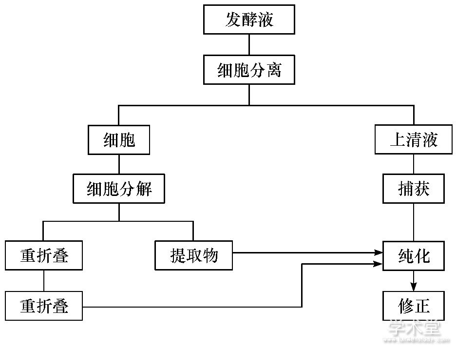 ͼ1 鵰μӹFig.1 General process of downstream processing for re-combinant protein