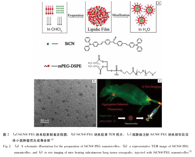 ͼ 2  a StCN@ PEG ׽Ʊͼ  b StCN@ PEG ׽ TEM Ƭ  c βע StCN@ PEG ̽Сӫ[9]Fig. 2  a A schematic illustration for the preparation of StCN@ PEG nanomicelles, b a representative TEM image of StCN@ PEGnanomicelles,and  c in vivo imaging of mice bearing subcutaneous lung tumor xenografts,injected with StCN@ PEG nanomicelles[9]