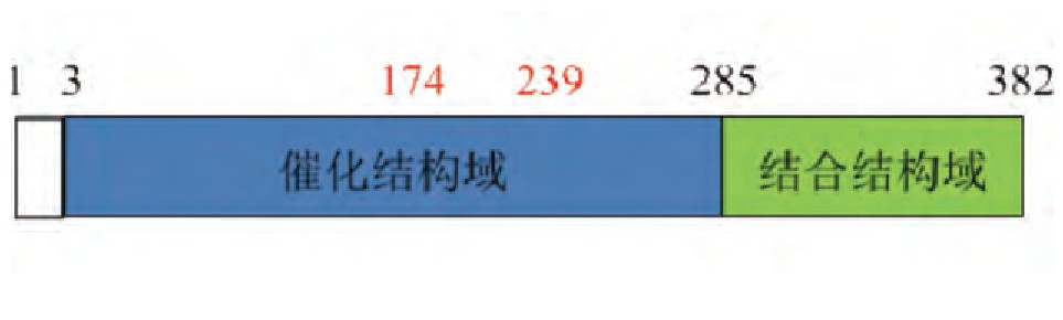 ͼ1 PPM1Aһṹͼ