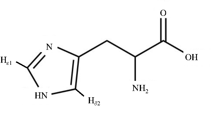 ͼ2 鰱ʾͼFig.2 The diagram of Histidine